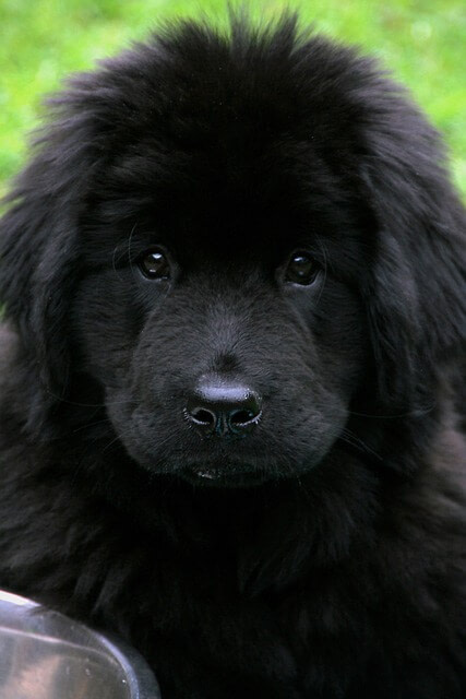 a picture of a black newfoundland puppy for the web design newfoundland page