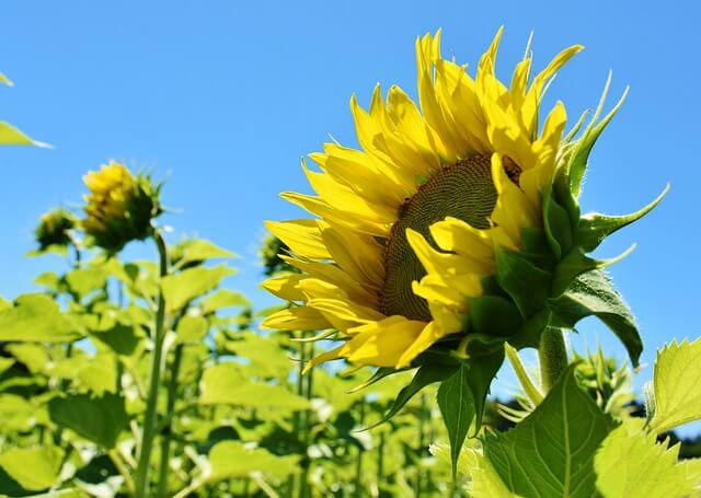 a picture of a sunflower for the page web design for psychologists
