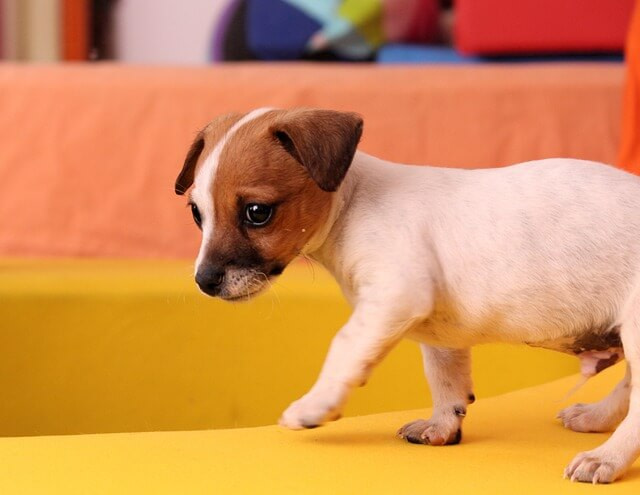 a picture of a puppy for the page physical therapy website design